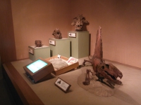 恐竜の頭蓋骨展示の画像09