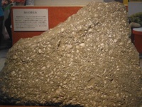 掛川の貝化石だらけの岩石の画像10