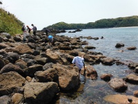 南伊豆　弓ヶ浜海岸の画像04