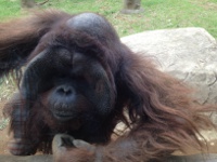 よこはま動物園　ズーラシア