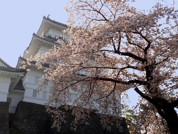 小田原城の天守閣と桜のコラボレーション（2018/04/01）の画像02