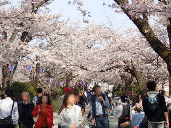 「二の丸」の桜並木の画像04