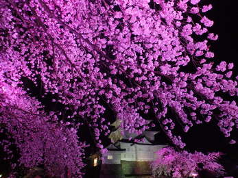 桜がLED色に変化するの画像27