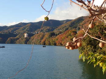 県立相模湖公園の最西端から見る相模湖と紅葉の画像13