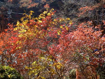 清滝駅上の紅葉の画像04