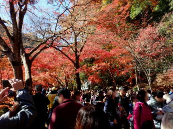 山麓駅前の紅葉の画像05