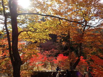 霞台の紅葉の画像12