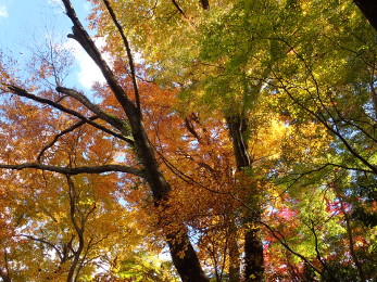 登山道上の紅葉の画像17