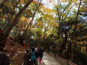 登山道の紅葉の画像19