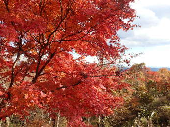 山頂のカエデの画像29