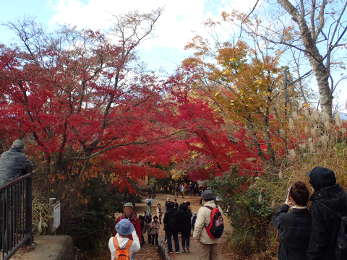 山頂の紅葉の画像35