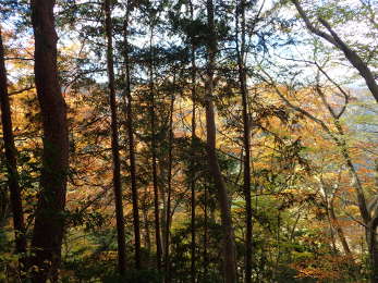 木々の隙間から見る斜面の紅葉の画像39