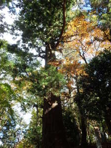 たこ杉の画像55