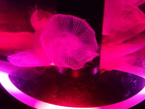 光に彩られたミズクラゲの画像18