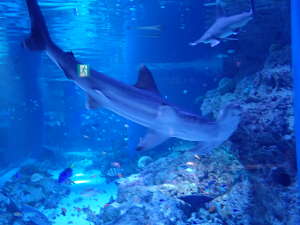 リトルパラダイスのサメ水槽の画像25