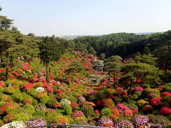 塩船平和観音から塩船平和観音寺のつつじを見下ろす（2018/04/22）の画像02