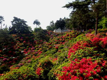 東側斜面から塩船平和観音のつつじを見るの画像07