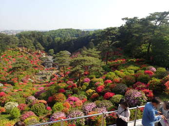 塩船平和観音から見下ろす西側斜面のつつじの画像09