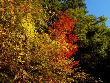 秋には、紅葉を見ながらの散策が楽しめるの画像03