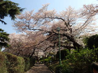 「旧山手68番館」手前の桜のトンネルの画像08