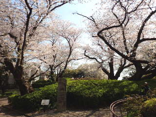 山手公園120周年記念碑周辺の桜の画像09
