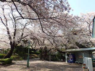 旧山手68番館前の桜の画像13