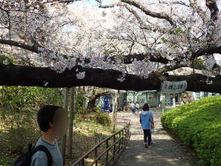 これこそ真の桜のトネンルだ！の画像14