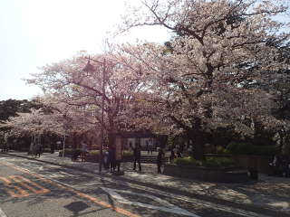 公衆電話周辺の桜の画像20