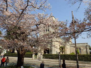 横浜山手聖公会と桜の画像21
