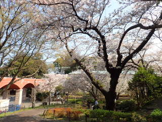 神奈川近代文学館に向かう途中の桜の画像26