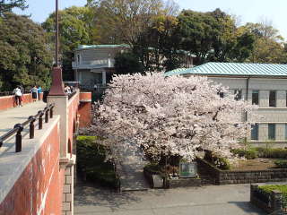 芸亭の桜と神奈川近代文学館の画像27