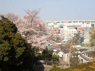 桜越しに見る横浜ベイブリッジの画像29