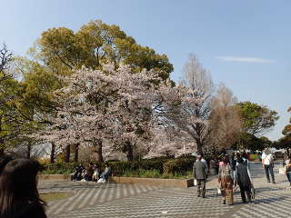 「世界のひろば」の桜の画像30