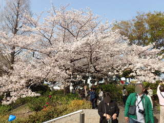 「世界のひろば」の海側に桜が多いの画像31