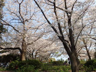 桜の木が、カーテンのようにの画像32