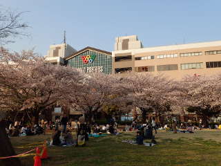 横浜ワールドポーターズ前の桜の画像33