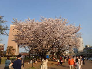 ナビオス横浜前の大きな桜の画像34