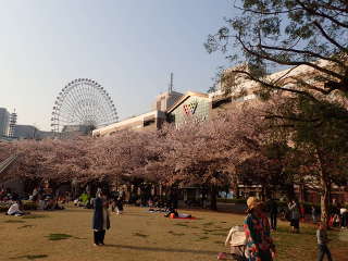 桜越しに見る「コスモクロック21」の画像36