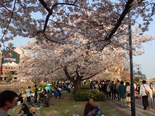 桜の下に芝生がある汽車道の画像37