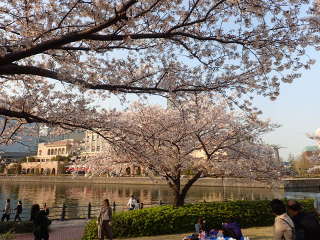 海をバックにする桜の画像38