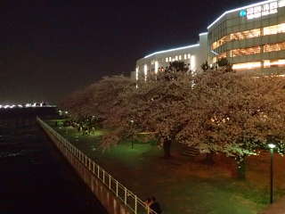 「親水護岸」と呼ばれる海岸部分の桜の画像42