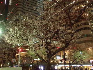 クイーンズスクエア横浜前の桜の画像46