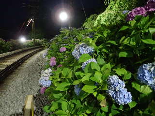 夜の大平台駅付近のあじさい①の画像14