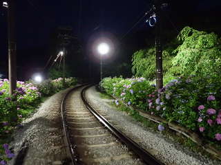 夜の大平台駅付近のあじさい②の画像15