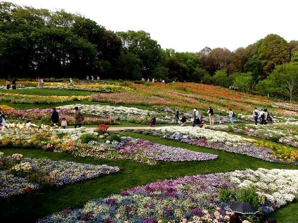 見事な1万㎡の大花壇（2019/04/28）の画像01