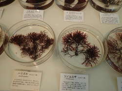 生の海藻の展示の画像19
