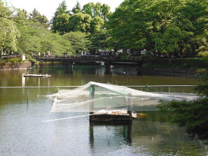 白鳥池の画像03