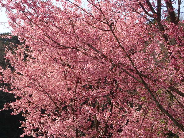濃いピンクの花を咲かせる「おかめ桜」の画像01