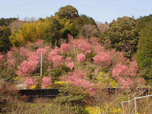 「きのこ苑 お山のたいしょう」のおかめ桜の画像02