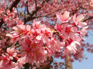 満開のおかめ桜の画像04